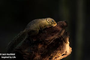 Low's Squirrel© Jack Hochfeld