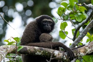 North Borneo Gibbon© Jack Hochfeld