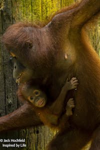 Orangutans© Jack Hochfeld
