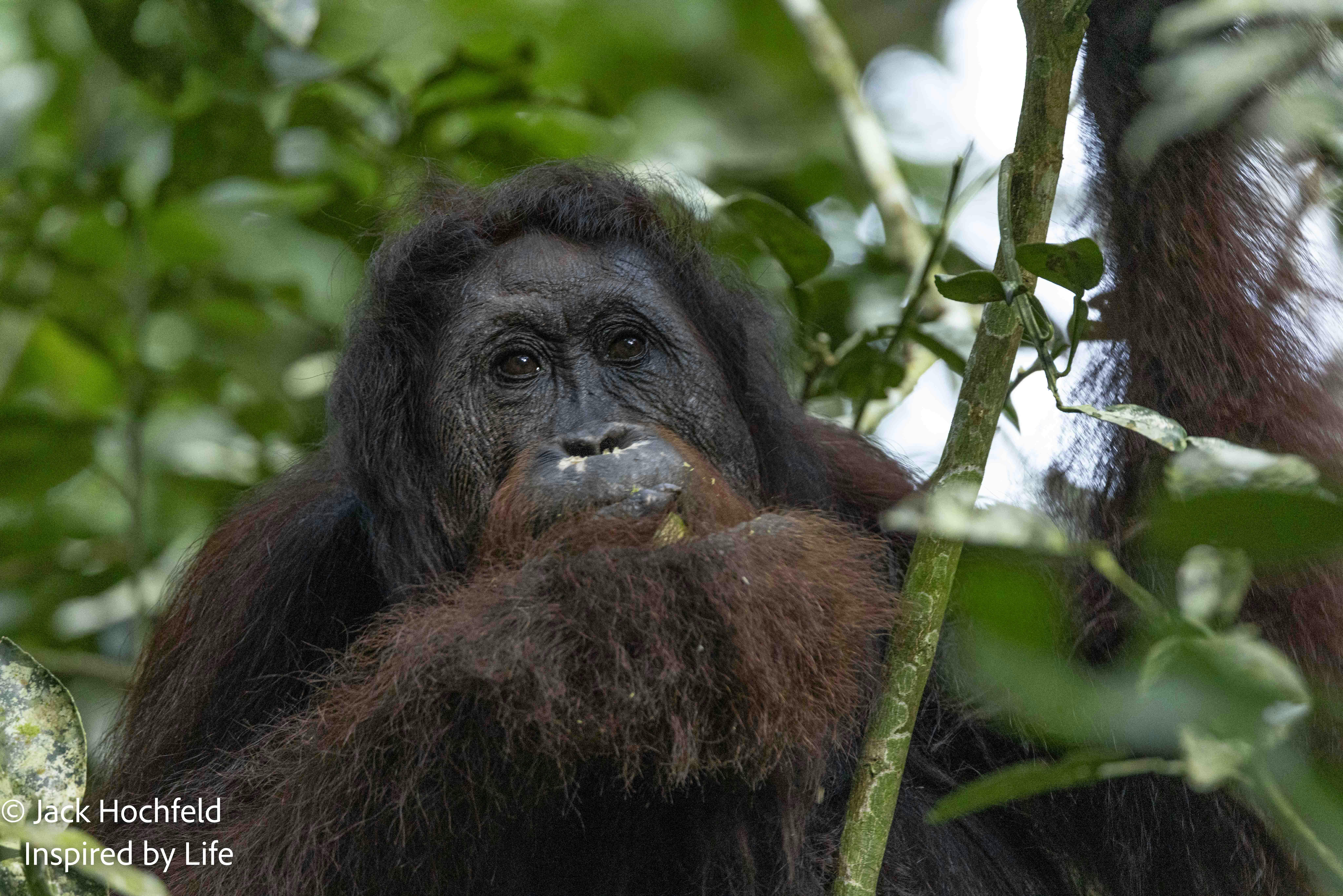 Orangutan© Jack Hochfeld