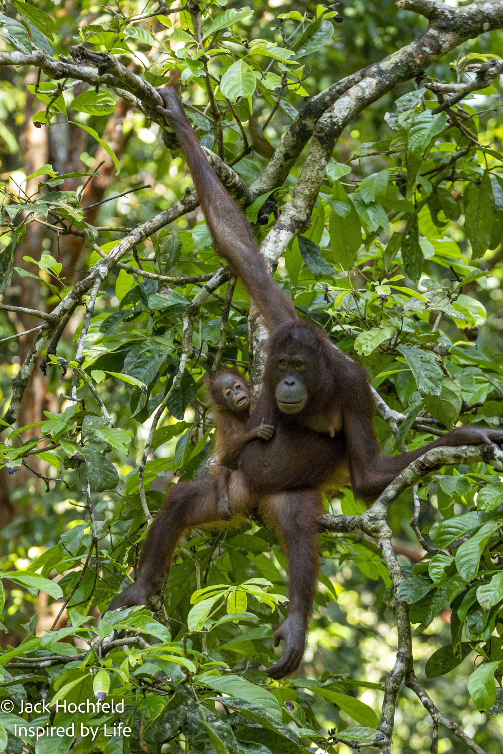 Unforgettable Adventures in Borneo Heat, Humidity & Wildlife