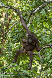 Orangutan© Jack Hochfeld