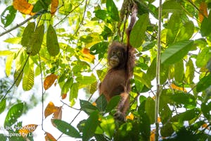 Orangutan© Jack Hochfeld