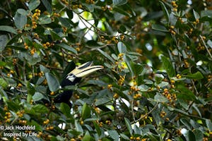 Oriental Pied-Hornbill© Jack Hochfeld