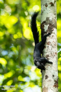 Prevost's Squirrel© Jack Hochfeld