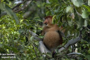 Proboscis monkey© Jack Hochfeld