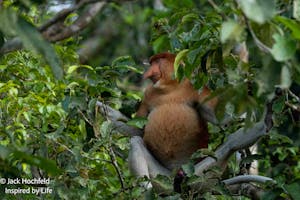 Proboscis monkey© Jack Hochfeld