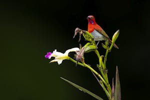 Red Sunbird© Jack Hochfeld