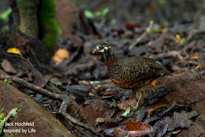 Sabah Partridge© Jack Hochfeld