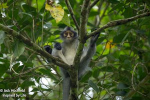 Saban Grizzled Langur© Jack Hochfeld