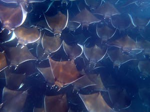Mobular Rays, Sea of Cortez, Mexico © Shane Anderson
