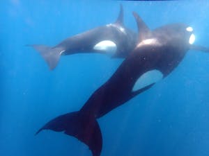 Orcas© Shane Anderson