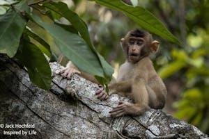 Southern pig-tailed macaque© Jack Hochfeld