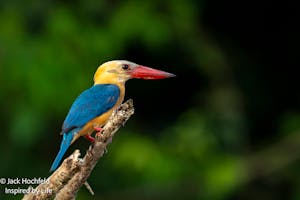 Stork-billed Kingfisher© Jack Hochfeld