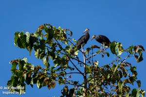 Storm's Stork© Jack Hochfeld