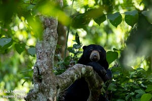 Sun Bear© Jack Hochfeld