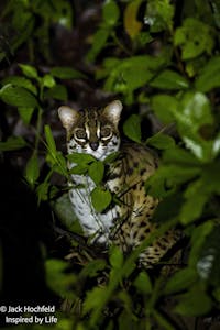 Sunda leopard-cat© Jack Hochfeld