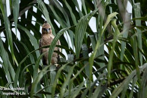 Wallace's Hawk-eagle© Jack Hochfeld