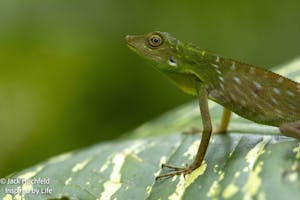 green-crested lizard© Jack Hochfeld