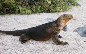 Land Iguana