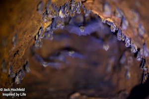 Leaf© Jack Hochfeld