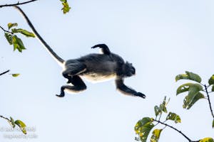 Silvered Leaf Monkey© Jack Hochfeld