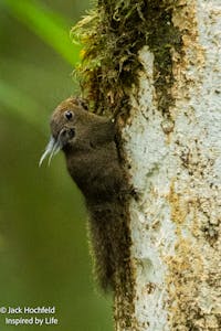 Tufterd Pygmy Squirrel© Jack Hochfeld