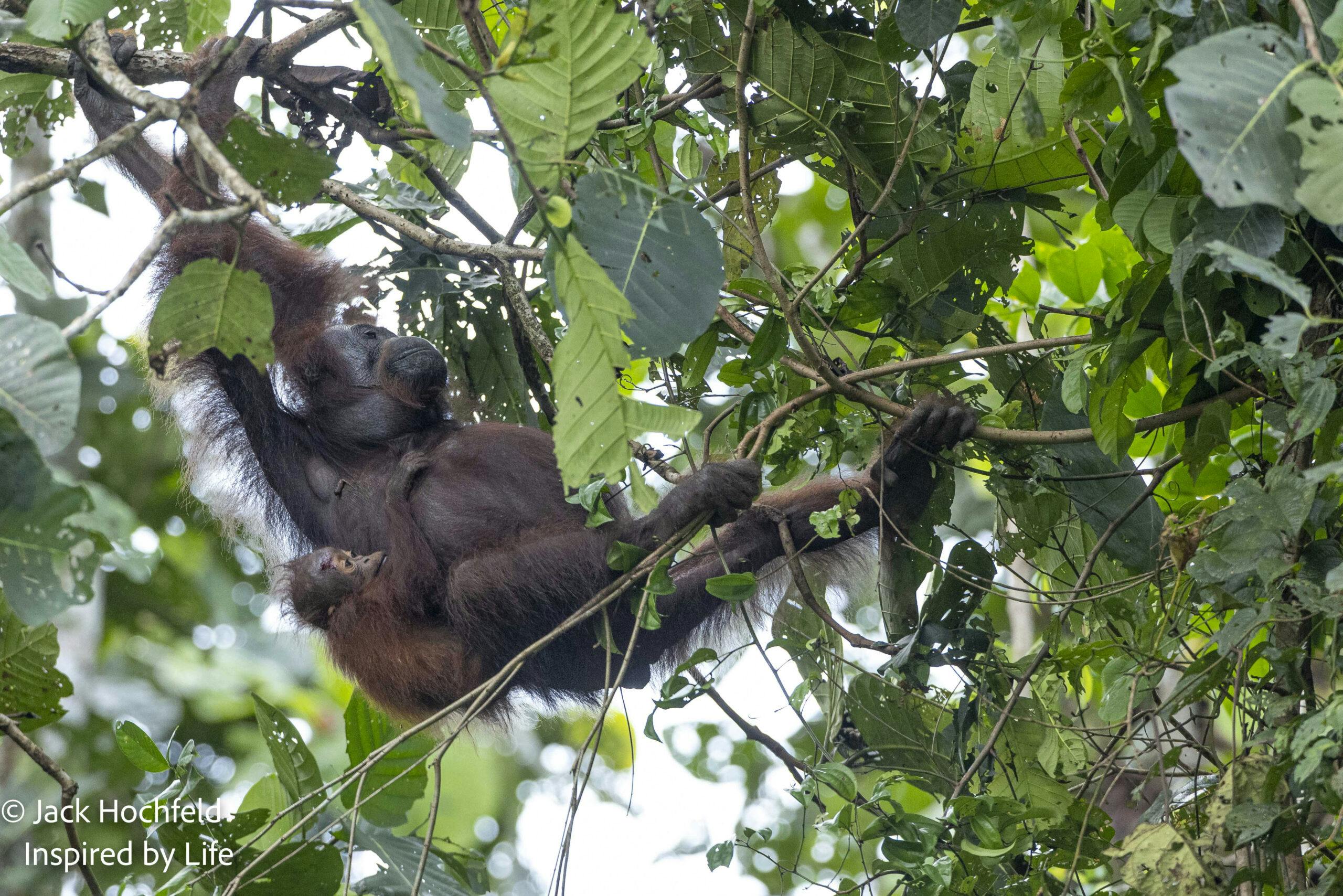 Orangutan mom with babyJack Hochfeld