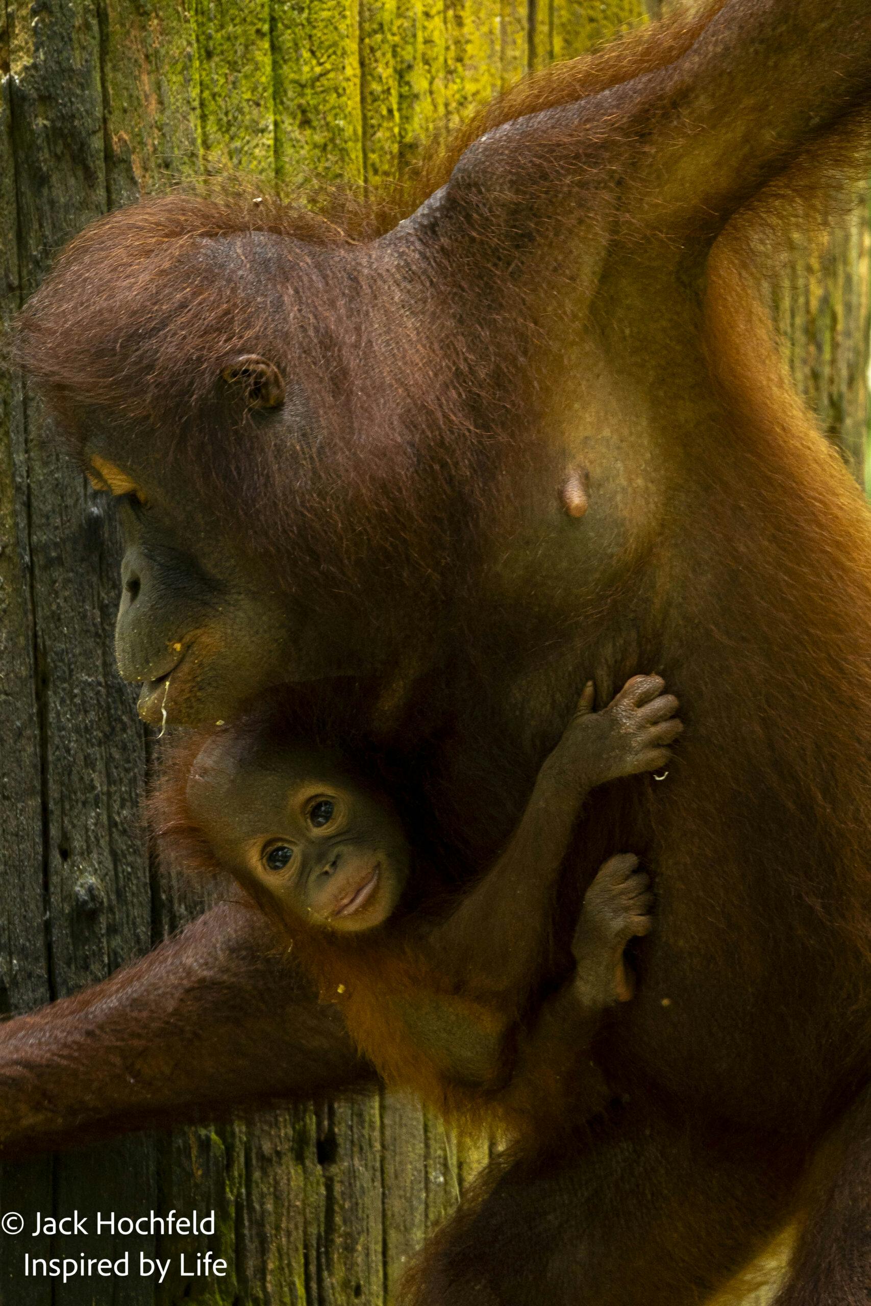 Orangutan mom with babyJack Hochfeld