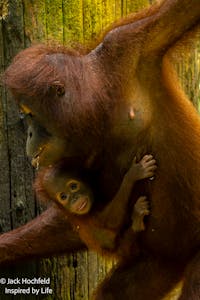 Orangutan mom with babyJack Hochfeld