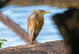 Malagasy Yellow Bittern © Chris Desborough