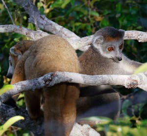 Crowned Lemur © David Hoar