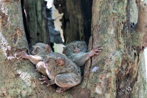 Spectral tarsiers© Lori Sherwood