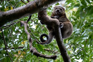 Bear Cuscus© Lori Sherwood