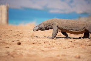 Komodo Dragon© Lori Sherwood