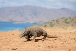 Komodo Dragon© Lori Sherwood