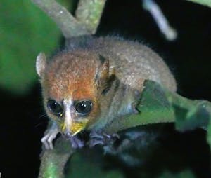 Goodman's Mouse Lemur© Noreen Rudd