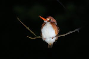 Madagascar Pygmy Kingfisher© Noreen Rudd