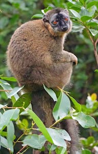 Brown Lemur© Noreen Rudd
