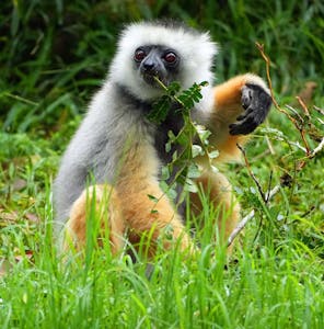 Golden Sifaka© Noreen Rudd