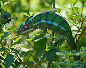 Panther Chameleon © Noreen Rudd