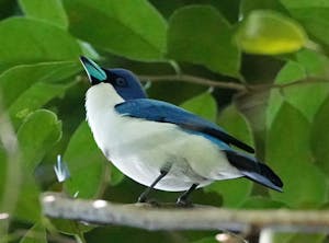 Blue Vanga© Noreen Rudd