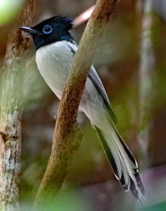 Paradise Flycatcher© Noreen Rudd