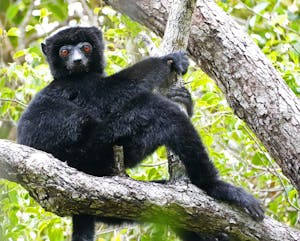 Black Lemur © Noreen Rudd