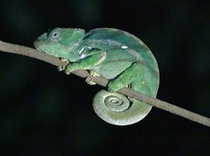 Parson's Chameleon© Noreen Rudd