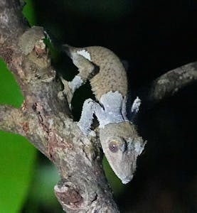 Leaf Gecko© Noreen Rudd