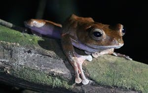 Bright-eyed Frog© Noreen Rudd