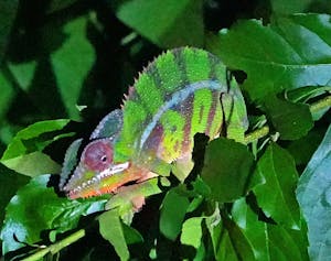 Panther Chameleon© Noreen Rudd