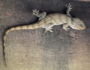 Victoria Velvet Gecko© Noreen Rudd