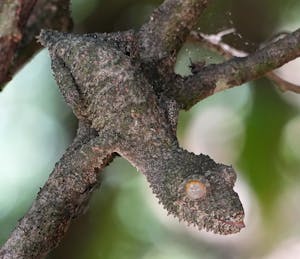 Leaf-tailed Gecko© Noreen Rudd